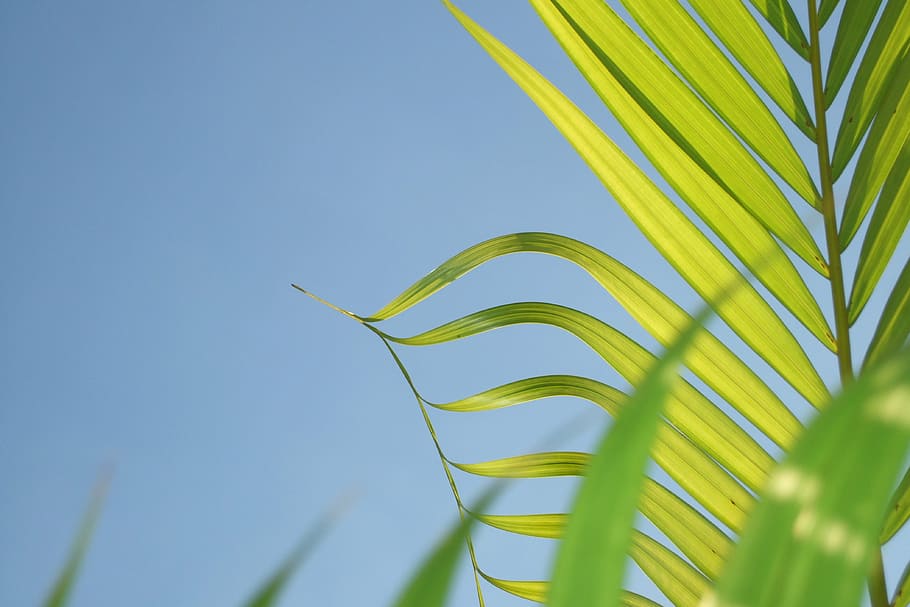 leaf, coconut tree, plant, growth, green color, nature, sky HD wallpaper