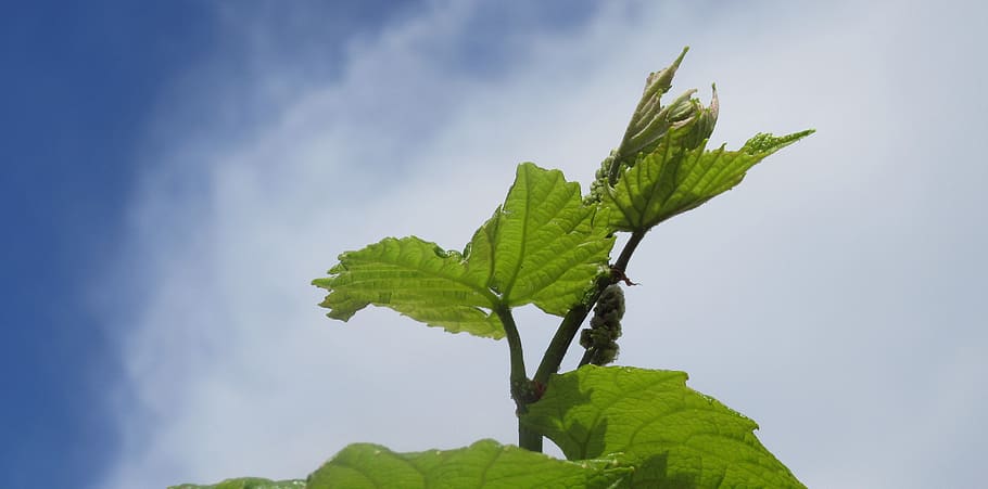 grape, foliage, nature, leaf, plant part, green color, freshness HD wallpaper