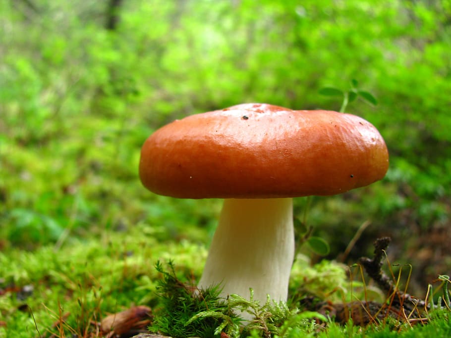 Mushroom, Nature, Moss, fungus, growth, close-up, vegetable HD wallpaper