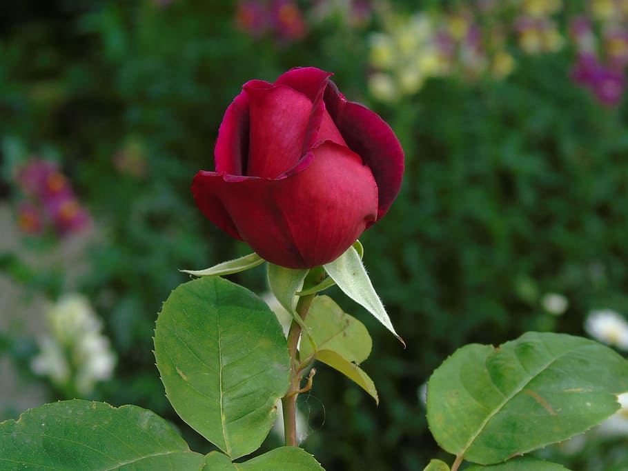 Rose, Bud, red, nature, flower, plant, rose - Flower, petal HD wallpaper