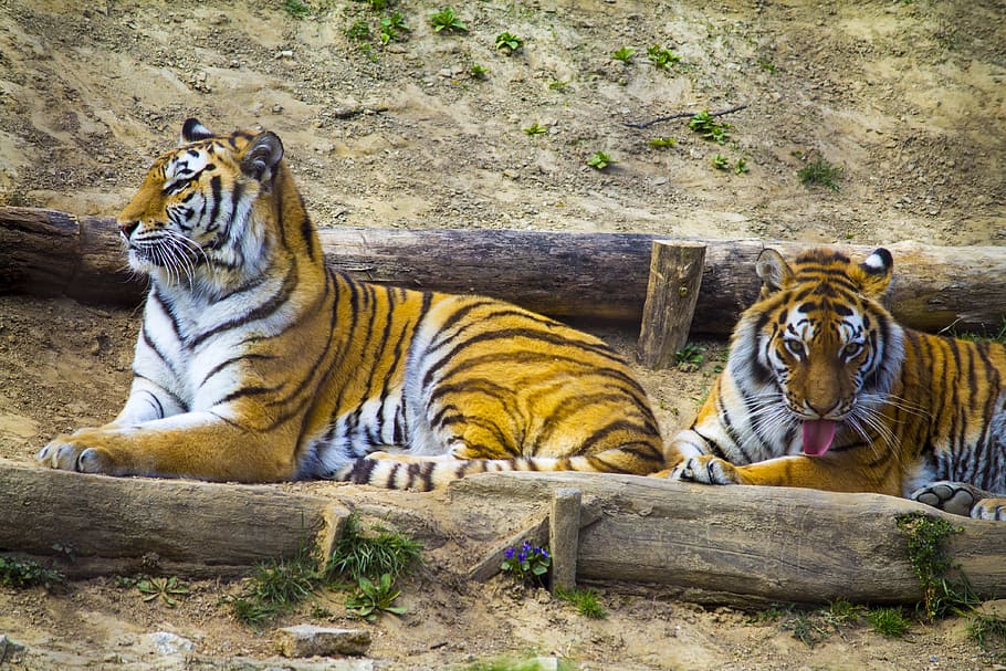Beast, Tiger, Zoo, animals in the wild, animal themes, animal wildlife HD wallpaper