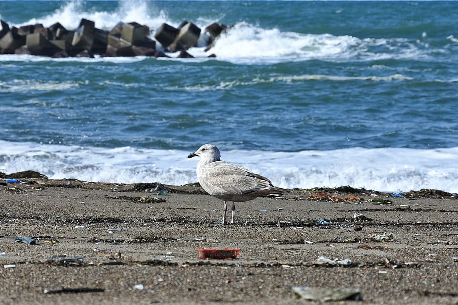 animal, sea, beach, wave, sea gull, seagull, seabird, wild animal HD wallpaper