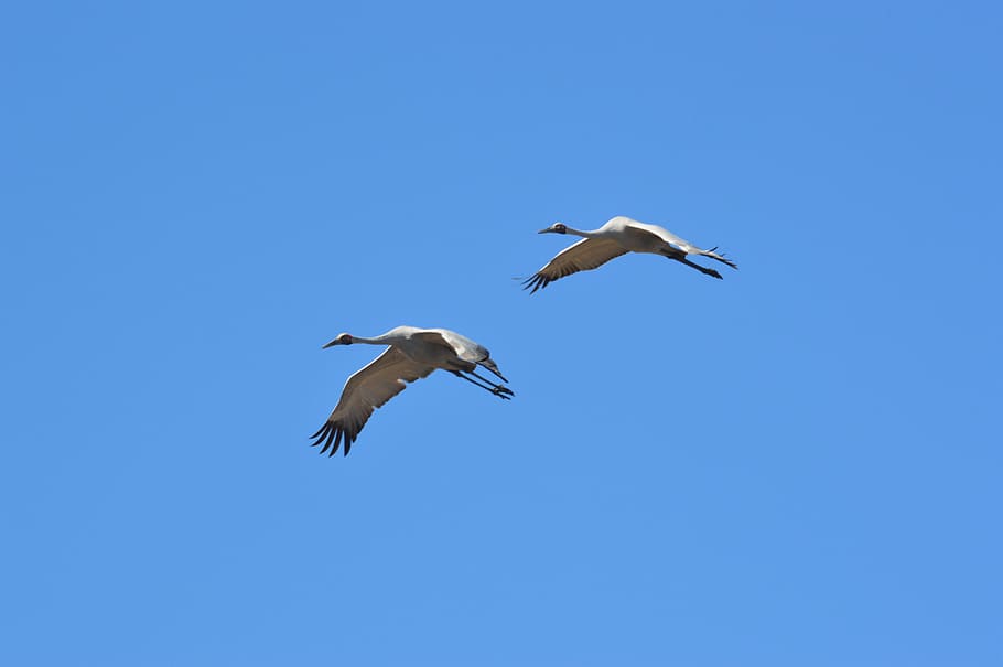 Blue Sky, Birds, Flight, Nature, Fly, pairs, flying, spread wings HD wallpaper