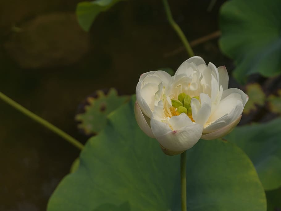 Lotus, Pea Coat, Lin, Aquatic, pea coat lin, nature, plant HD wallpaper