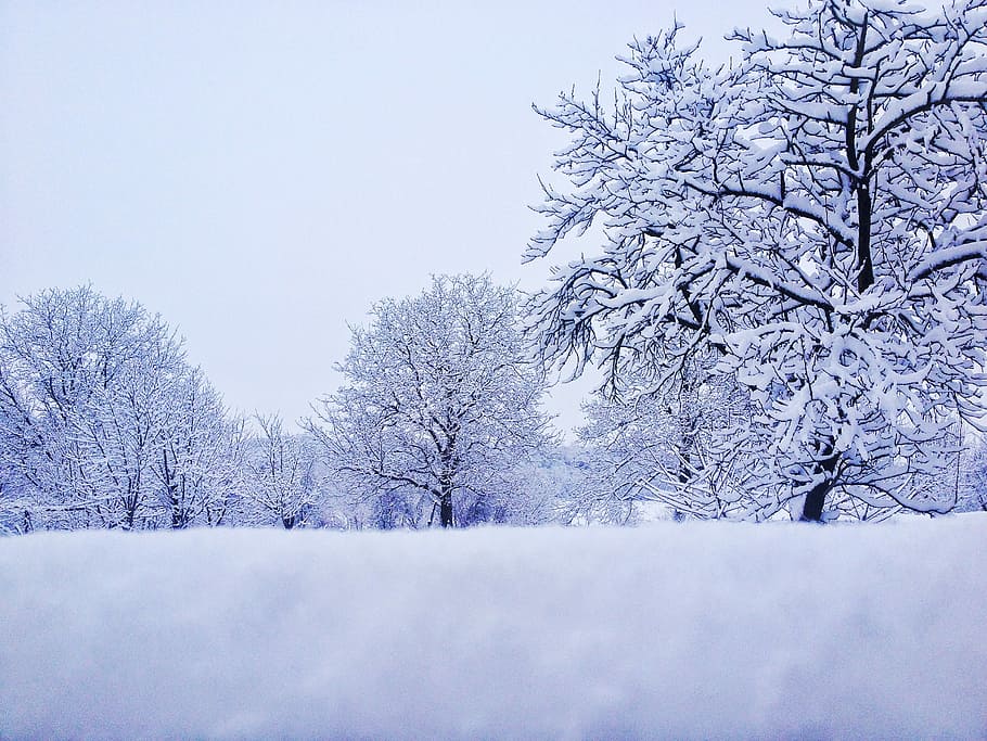 Winter, Snow, Trees, Cold, Christmas, cold temperature, white color HD wallpaper