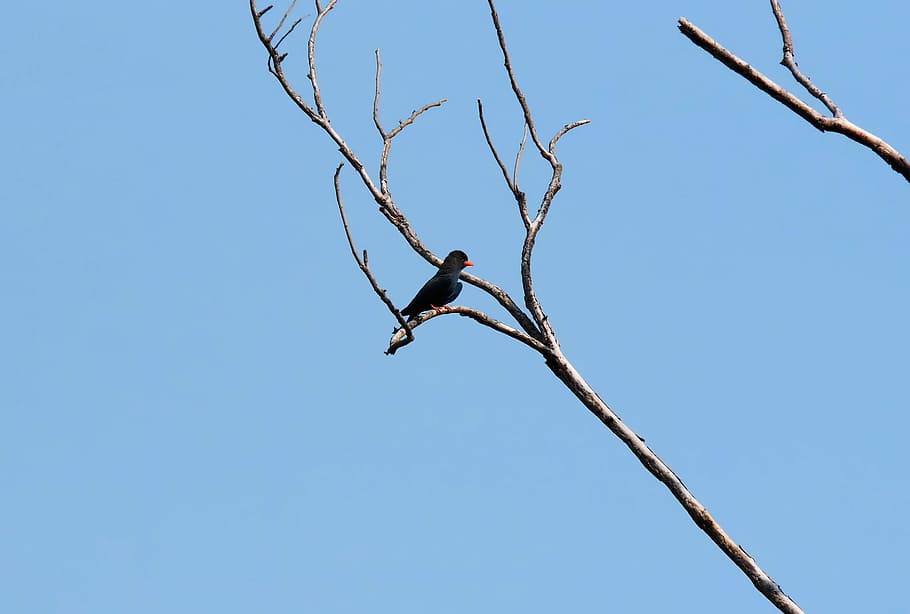 tree, branch, bird, wild, sky, natural, wood, nature, low angle view HD wallpaper
