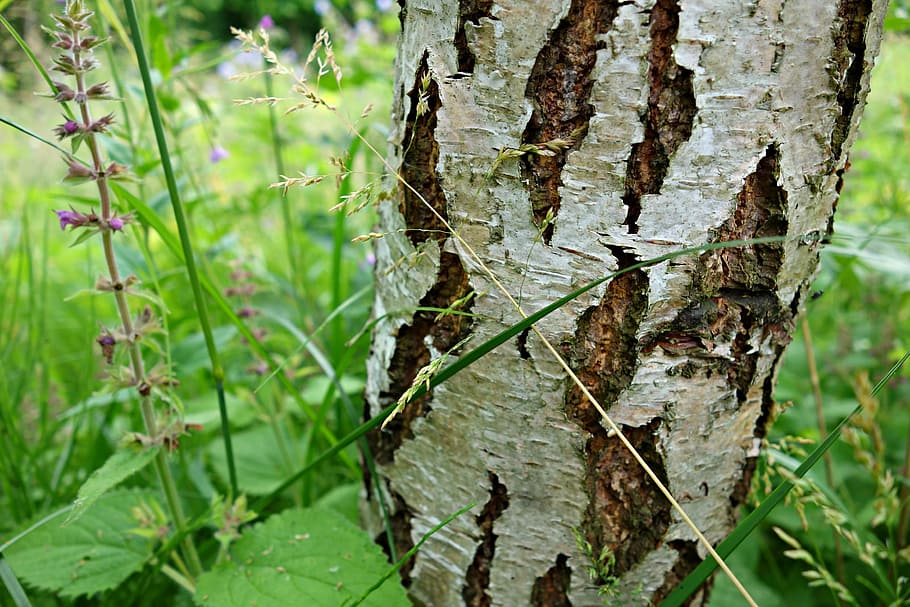 birch, birch tree, bark, trunk, silvery, structure, patter HD wallpaper