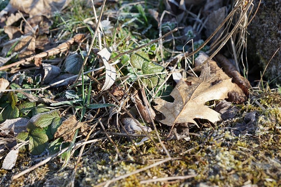 grass, leaves, green, leaf, plant part, land, field, day, nature HD wallpaper
