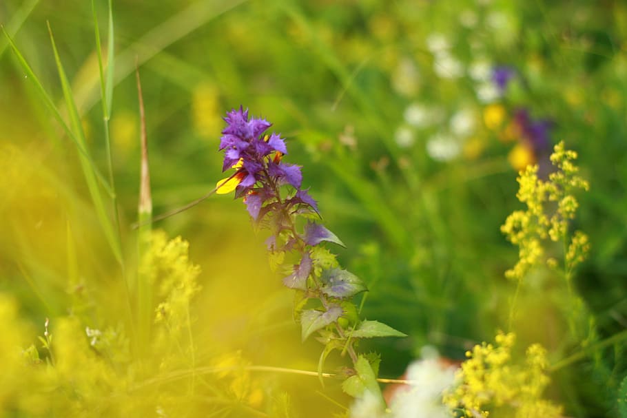 nature, colorful, macro, summer, green, outdoor, natural, flower HD wallpaper