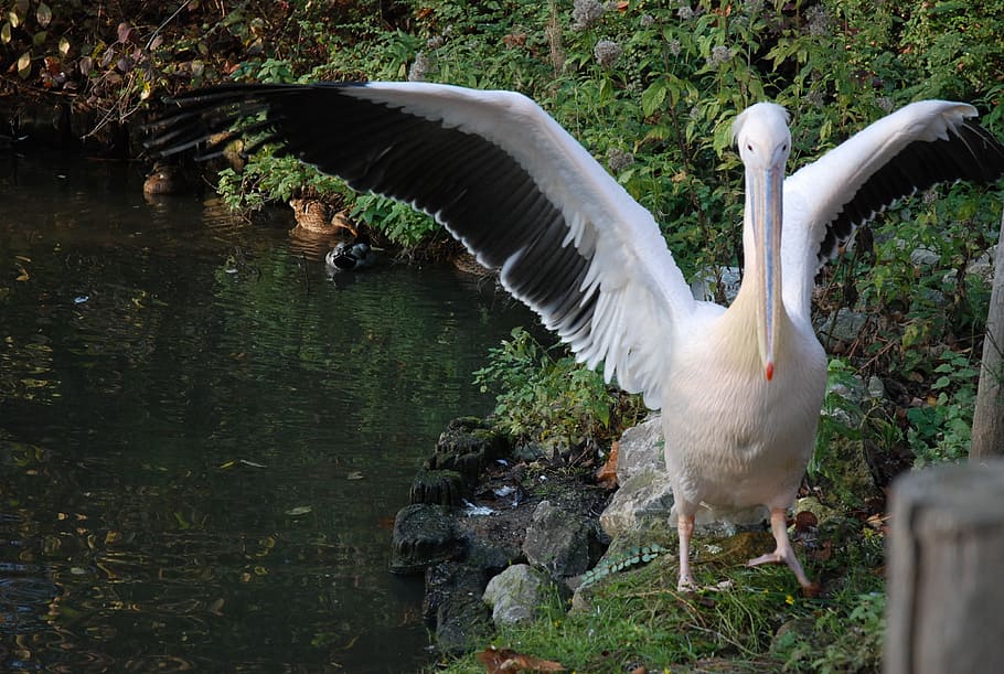 zoo, pelican, bird, fly, wings, feather, wildlife, beak, dom HD wallpaper