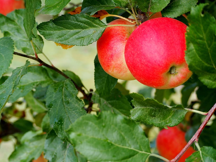 apple, ripe, red, fruit, vitamins, delicious, frisch, red apple HD wallpaper