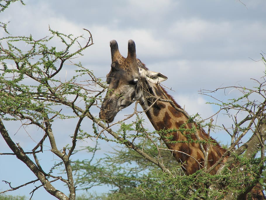 giraffe, head, tree, food, tanzania, animal, mammal, animal wildlife HD wallpaper