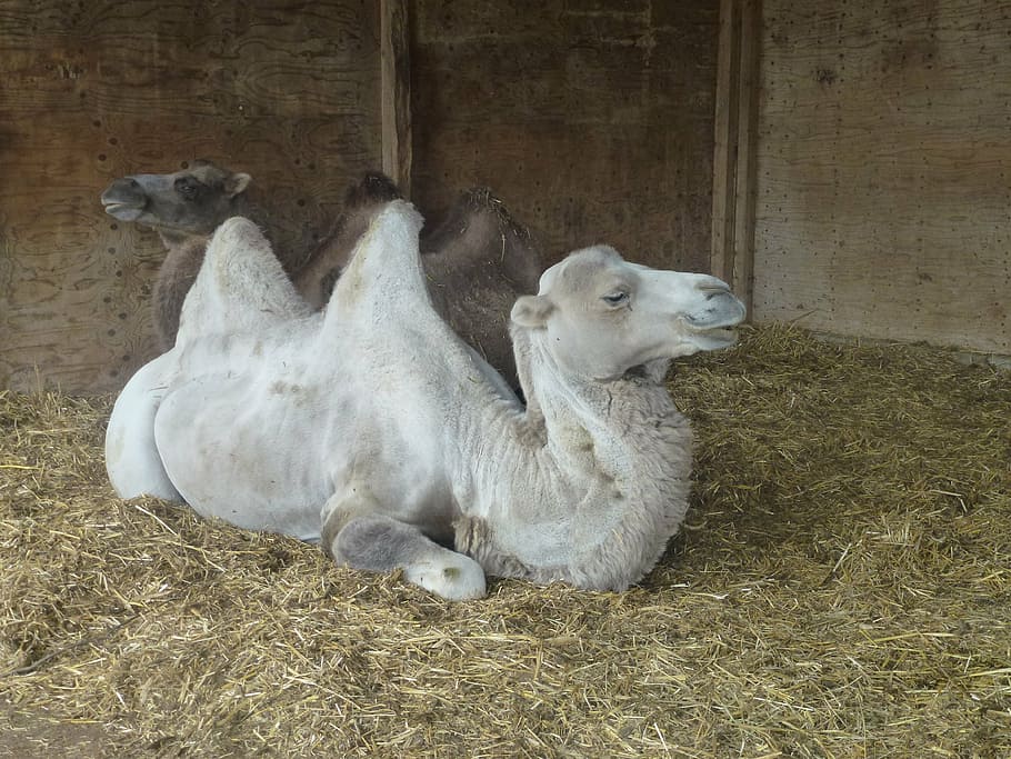 camel, stall, animal, animal themes, mammal, domestic animals HD wallpaper