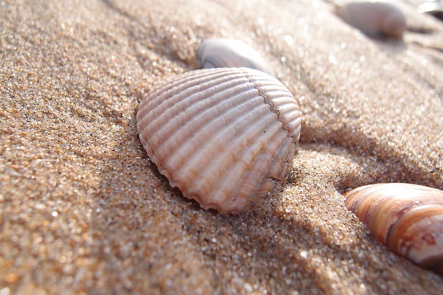 close up photography of seashore on sand, shell, beach, summer HD wallpaper