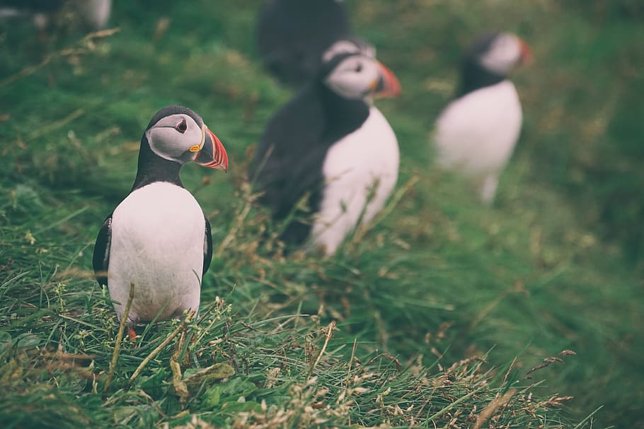 green, grass, bird, vertebrate, animal themes, animals in the wild HD wallpaper