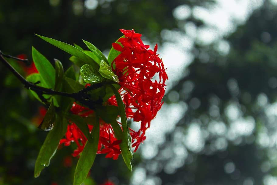 red, flower, hydrangea, bokeh, the leaves, marco, plant, growth HD wallpaper