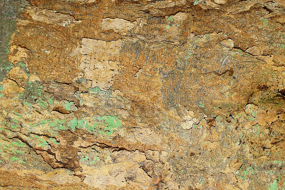 Wood, Texture, Tree, backgrounds, abstract, rough, textured HD wallpaper