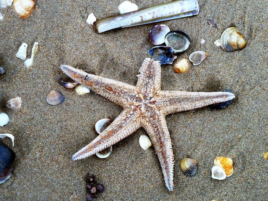 starfish, beach, shell, shelling, sand, sea, nature, summer HD wallpaper