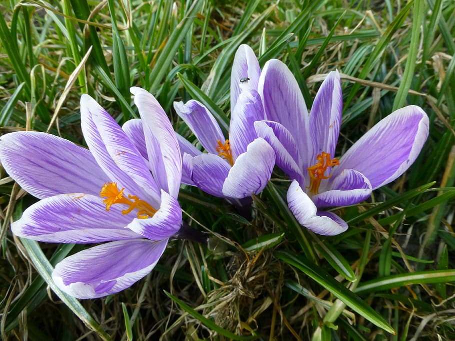 Crocus, Snowdrops, Flowers, nature, beauty in nature, purple HD wallpaper