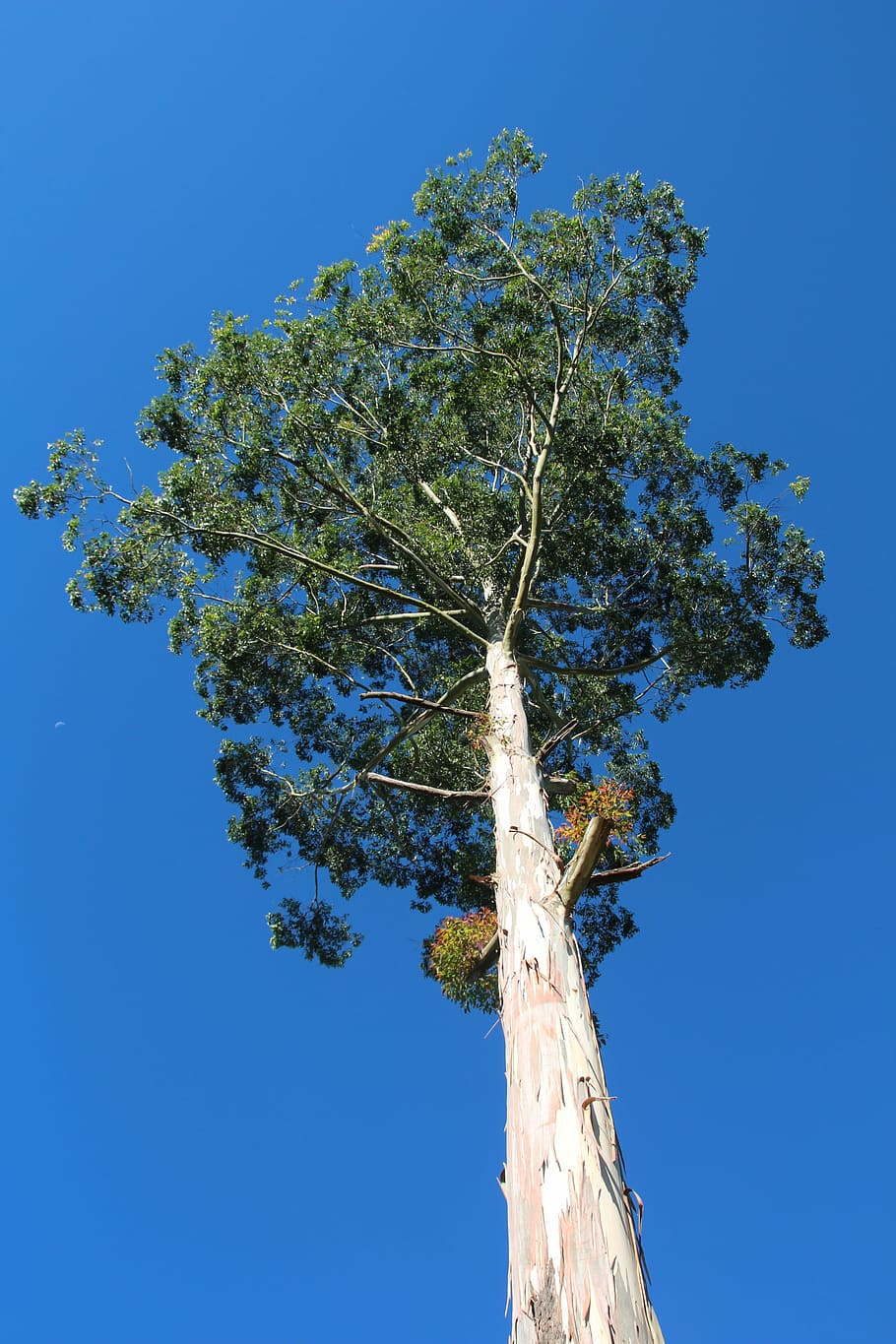 tree, branches, aesthetic, plant, low angle view, sky, growth HD wallpaper