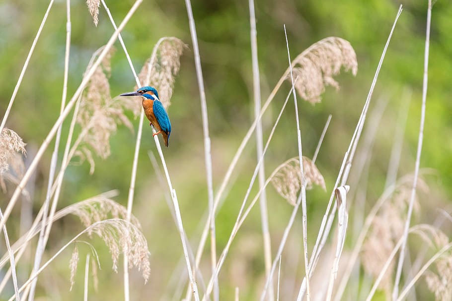 animal, background, beak, beautiful, beautiful kingfisher, beauty HD wallpaper