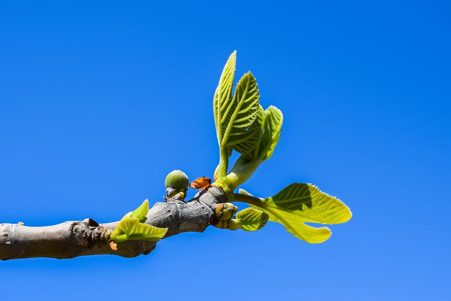 HD wallpaper: fig tree, branch, leaf, fruit, plant, nature