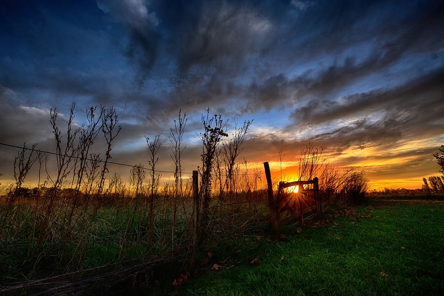 brown leafless trees during sunset, landscape, nature, sky HD wallpaper