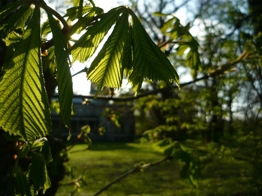 green, spring, beautifull, sun, tree, green color, plant, growth HD wallpaper