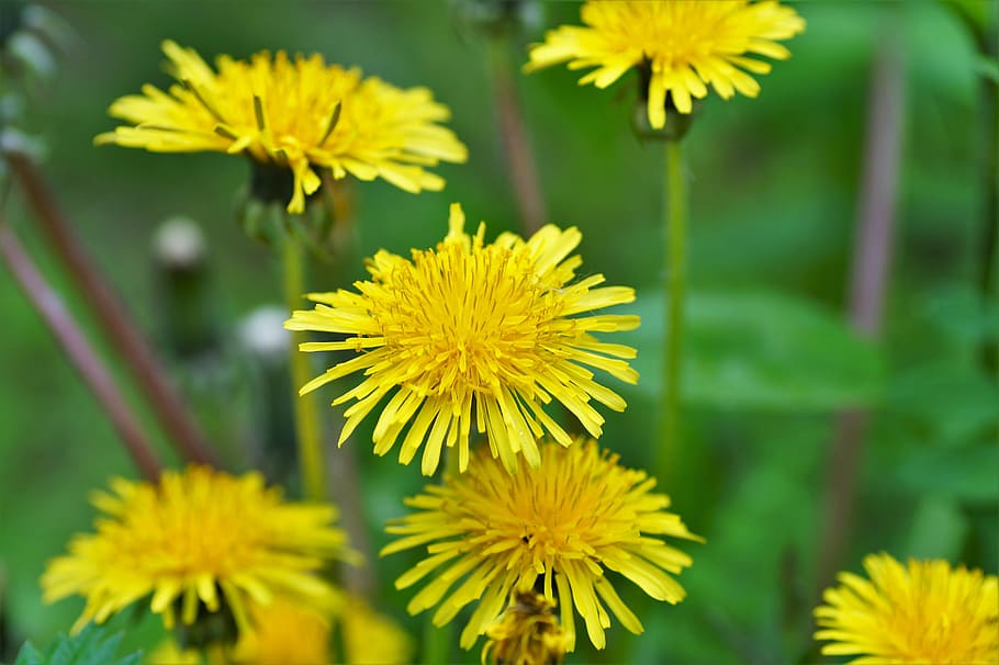 dandelion, yellow, spring, flowering, meadow, herb, weed, healing HD wallpaper