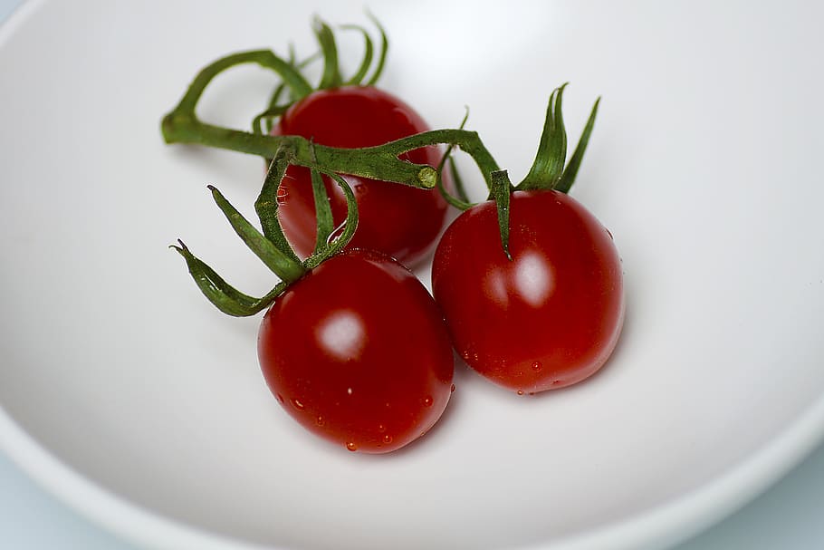 bush tomatoes, bless you, mediterranean, close, red, italian, HD wallpaper