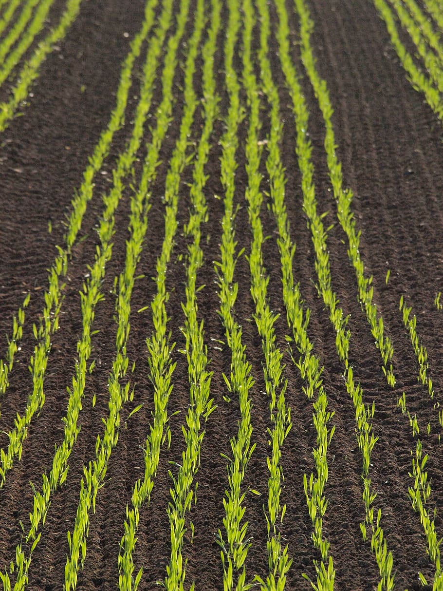 cultivation, field, corn, arable, cornfield, agriculture, series HD wallpaper