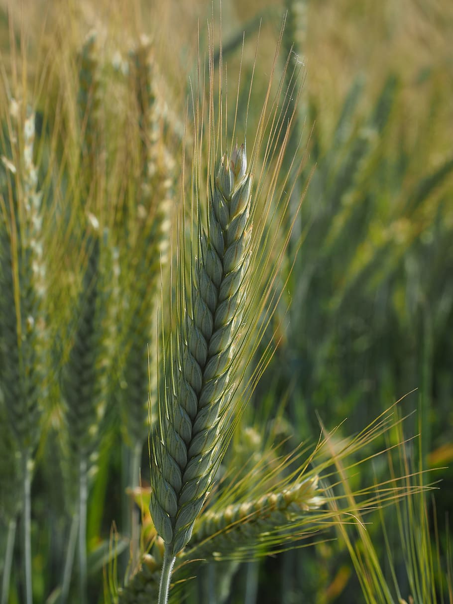 Sunny Barley Field Sun iPhone 8 Wallpapers Free Download