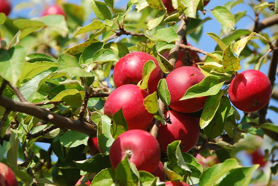 apple tree, orchard, food, food and drink, leaf, plant part HD wallpaper