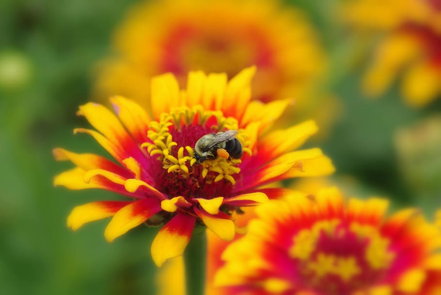 flowers, bee, insect, spring, yellow, pollen, color, floral HD wallpaper