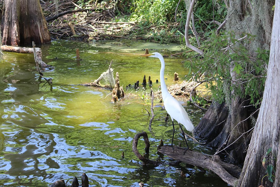 egret, circle be reserve, lakeland, florida, water, swamp, summer, HD wallpaper