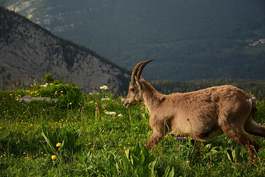 ibex, nature, mounting, mammal, animal, animal themes, mountain HD wallpaper