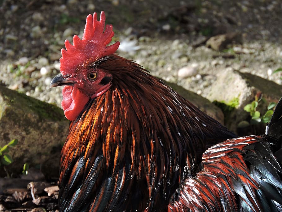gallo, animals, crest, beak, livestock, chicken - bird, animal themes HD wallpaper