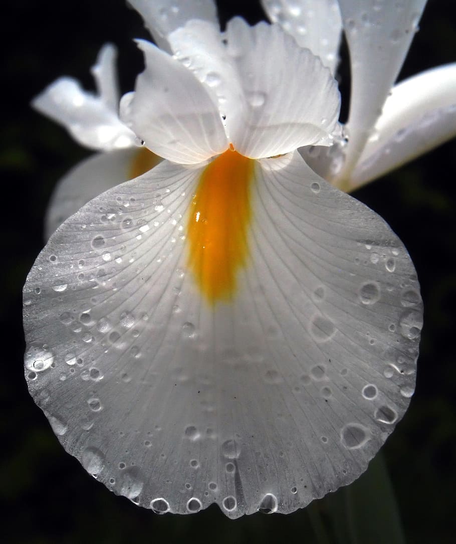 close-up photography of white and orange Iris flower, petals HD wallpaper