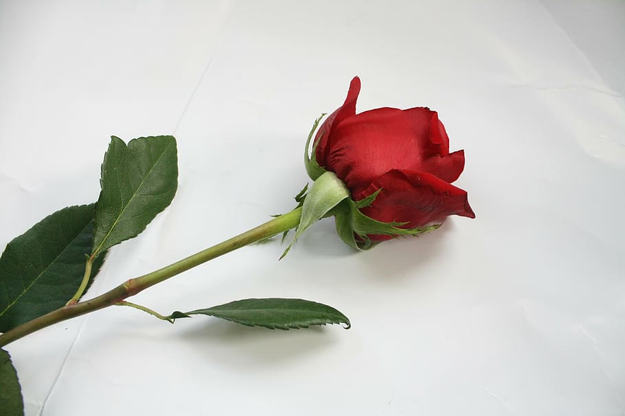 rose, flower, stem, flowering plant, freshness, beauty in nature HD wallpaper