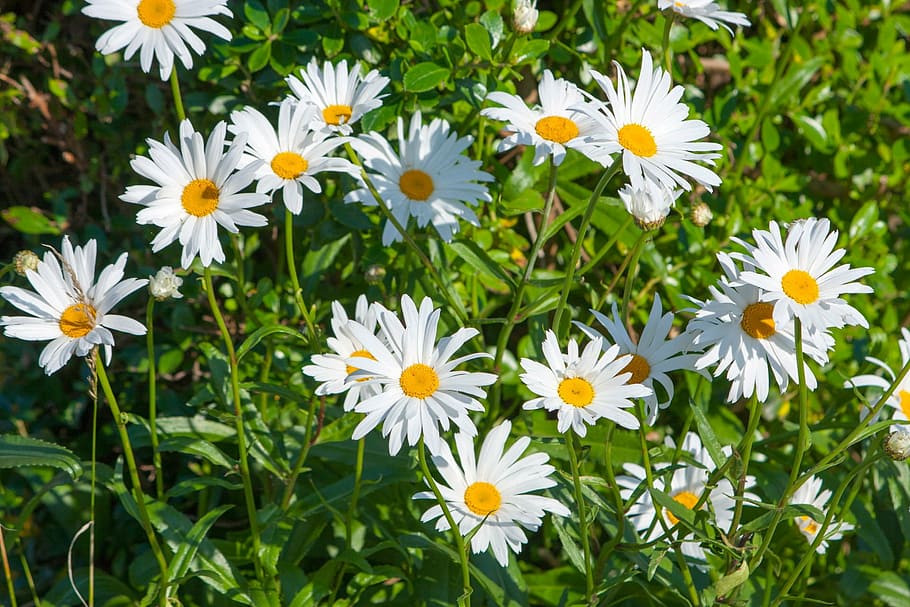daisy, daisies, flowers, pretty, white, nature, plant, plants HD wallpaper