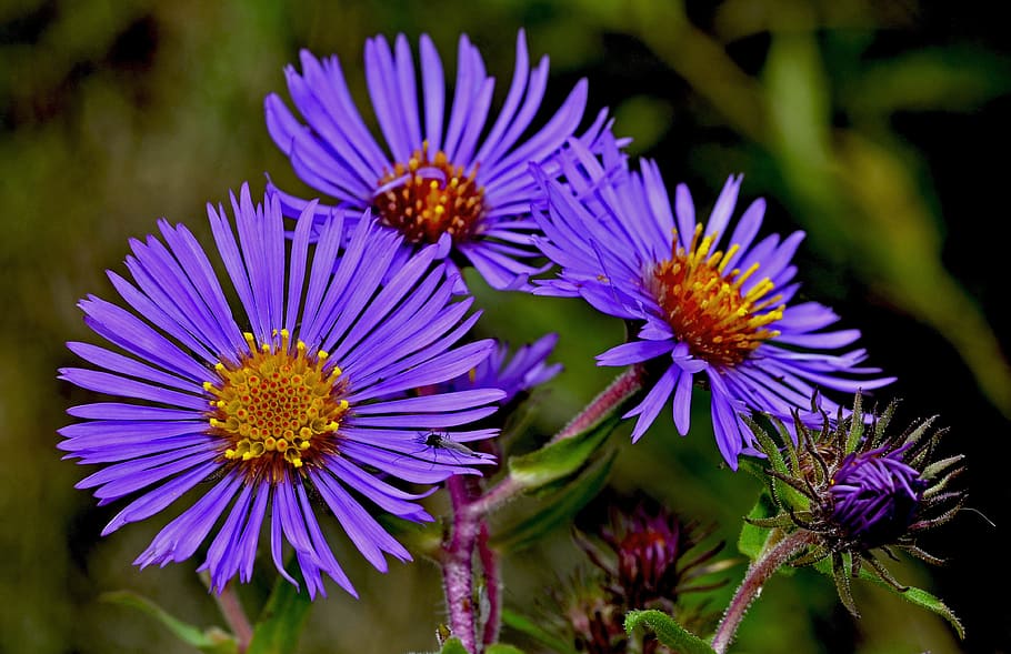 Aster, Flower, Macro, Autumn, blue, botany, nature, plant, flora HD wallpaper