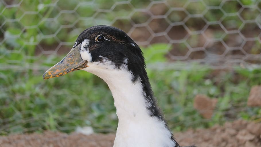 duck, white, animal, animal themes, bird, animal wildlife, animals in the wild HD wallpaper