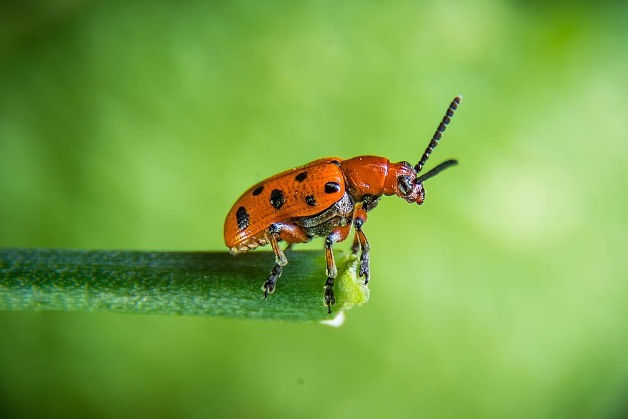 beetle, rape beetle, insect, red beetle, macro, nature, close HD wallpaper