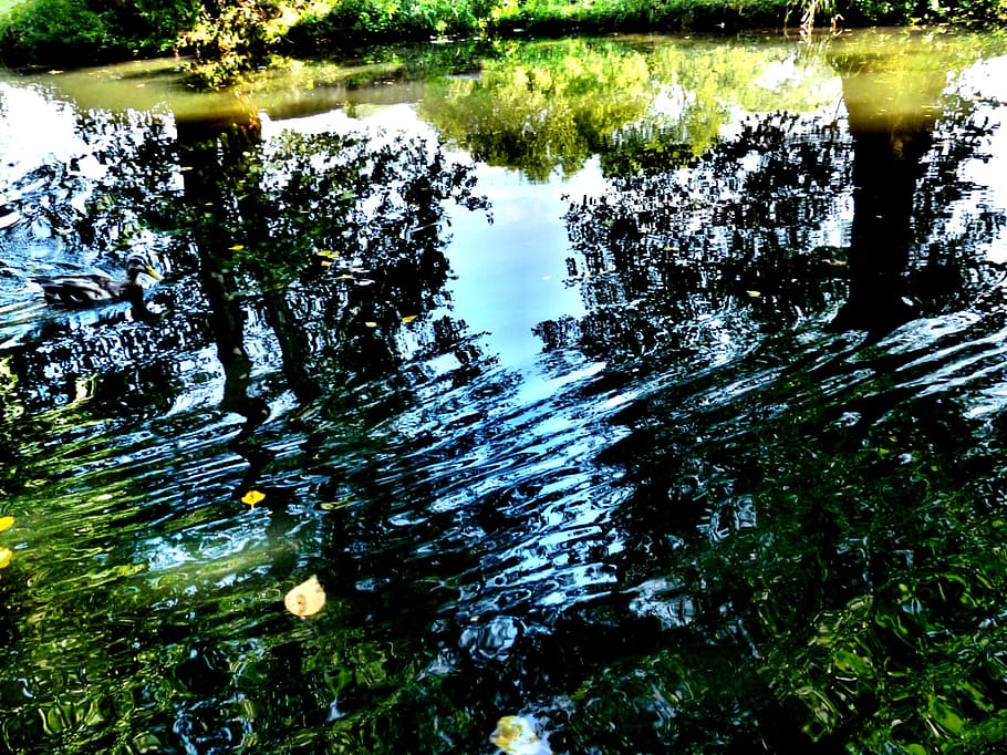 trees, water, light, shadow, shadow play, autumn, leaves, lake HD wallpaper