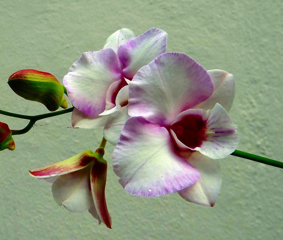 orchid, flower, pink rock orchid, white, pink rock lily, capt king's dendrobium, HD wallpaper