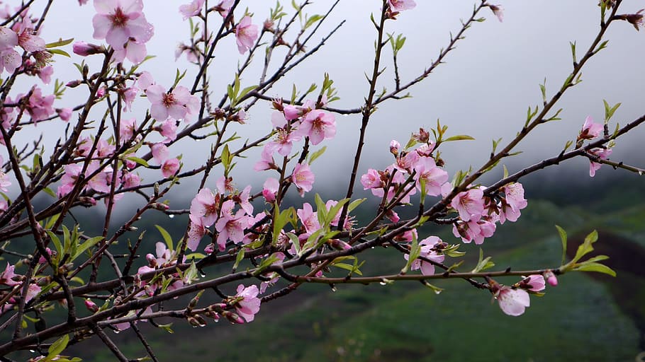 tenerife, spring, flower tree, pink, flowers, nature, winter, HD wallpaper
