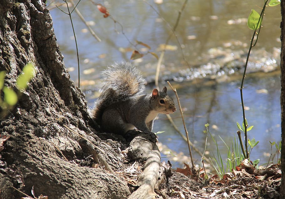 squirrel, woods, forest, animal, animal wildlife, animal themes HD wallpaper