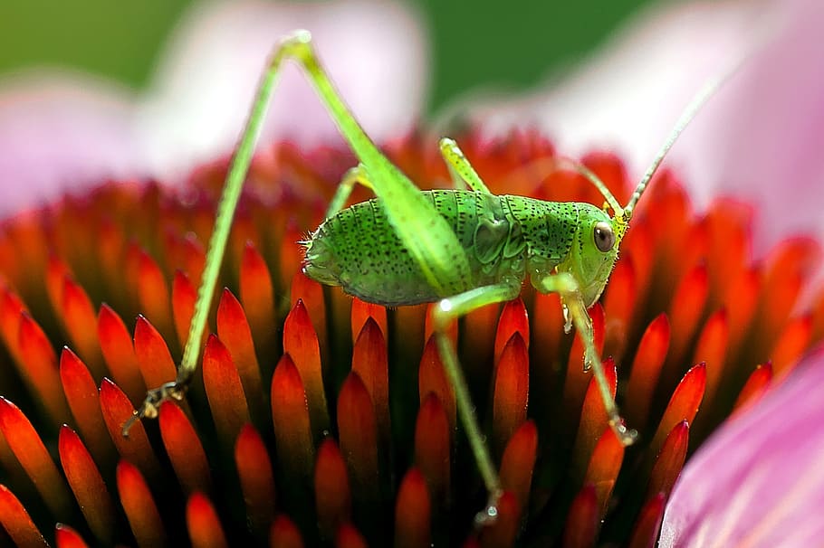 insect, grasshopper, macro, close, close-up, flower, plant HD wallpaper