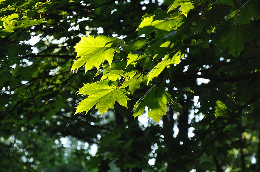 Leaves, Forest, Tree, Sheet, Maple, light, a ray of light, green HD wallpaper