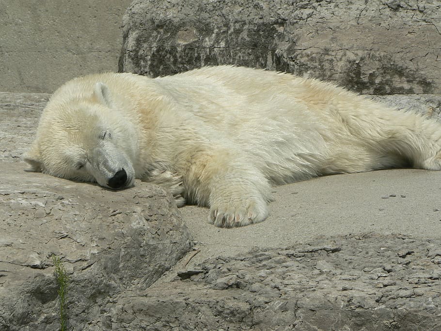 polar, bear, napping, animal, relaxation, bliss, one animal HD wallpaper